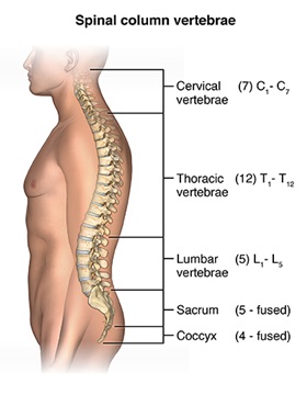 Spinal Column Anatomy including Lumbar